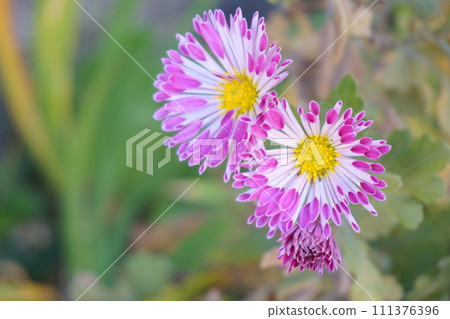 粉紅菊花噴霧媽媽摩天3 粉紅菊花噴霧媽媽摩天3 111376396