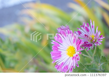 粉紅菊花噴霧媽媽摩天2 粉紅菊花噴霧媽媽摩天2 111376397