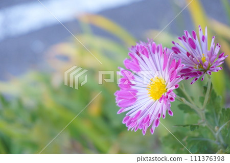 粉紅菊花噴霧媽媽摩天 1 粉紅菊花噴霧媽媽摩天 1 111376398