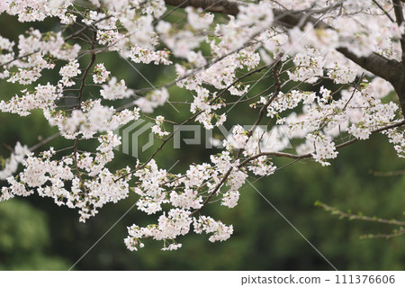 從增形山展望台眺望盛開的吉野櫻 111376606