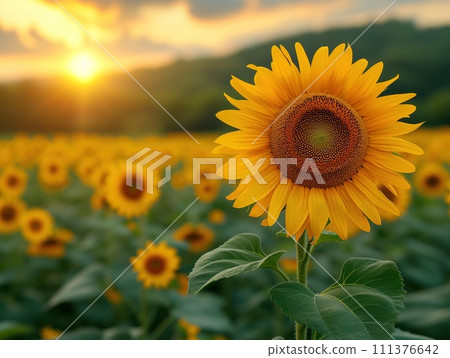 sunflower closeup floral background 111376642