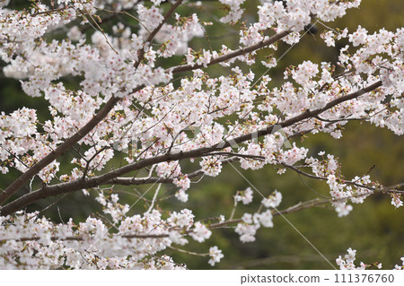 從增形山展望台眺望盛開的吉野櫻 111376760