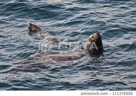 Steller sea lion 105 (Hokkaido) 111376980