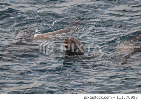 Todo 84 (Hokkaido) 111376988