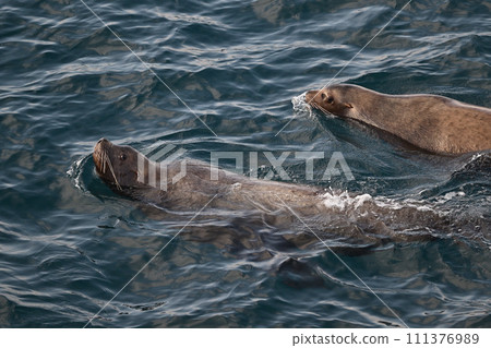 Todo 85 (Hokkaido) Todo 85 (Hokkaido) 111376989