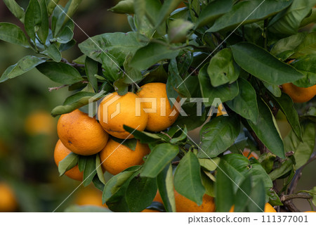 A lot of fruitful orange fields 111377001