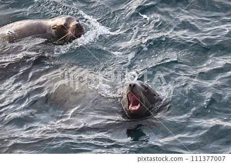 Todo 95 (Hokkaido) 111377007