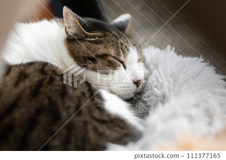 Sleeping cat Kijitora cat 111377165