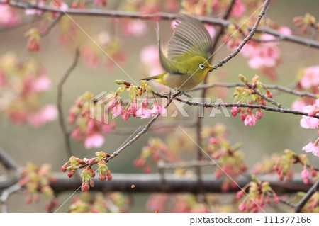 Kawazu cherry tree and mezzo 111377166