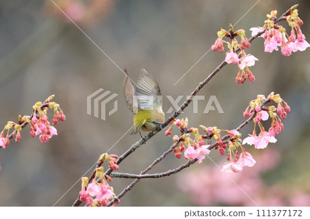Kawazu cherry tree and mezzo Kawazu cherry tree and mezzo 111377172