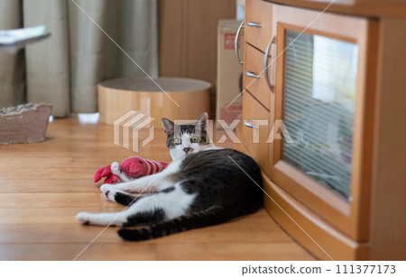Cat lying on the floor and relaxing - Kijitora cat 111377173