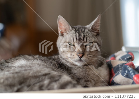 凝視的貓，Sabatra貓 111377223