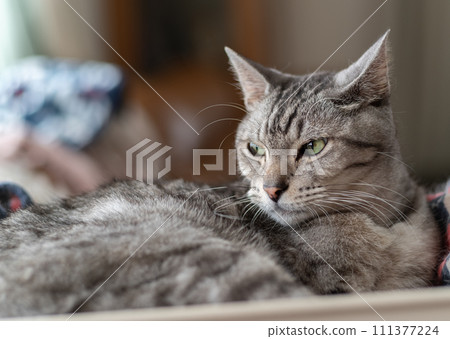 凝視的貓，Sabatra貓 111377224
