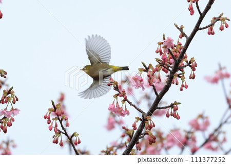 Kawazu cherry tree Kawazu cherry tree 111377252