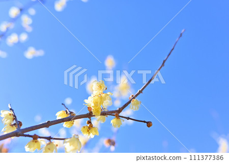 盛開的花朵和清爽的藍天 111377386