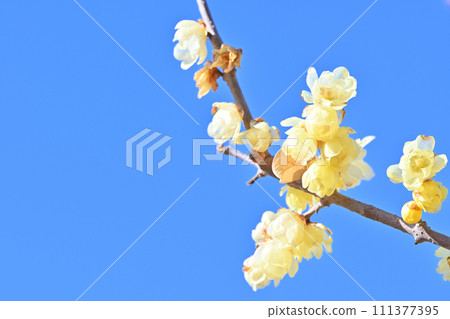 Full bloom and refreshing blue sky 111377395