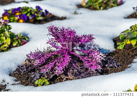 Spring is coming soon Spring is coming soon 111377431