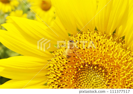 Bees collecting sunflower nectar 111377517