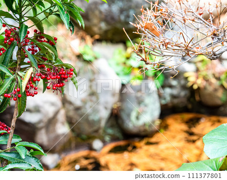 花園裡的冬季特色:鮮紅的萬兩 花園裡的冬季特色:鮮紅的萬兩 111377801