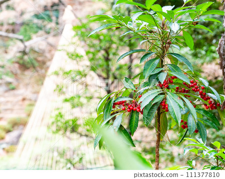 A winter feature in the garden: a bright red manryo 111377810