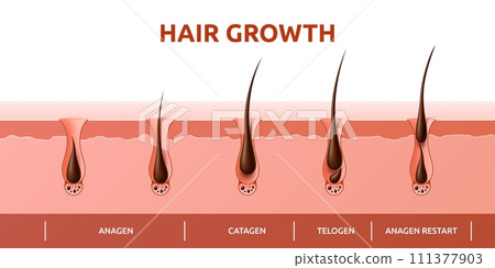 Hair growth cycle of follicles phase diagram with human scalp hair roots structure, vector infographics. Hair grow cycle from anagen, catagen to telogen, hair follicle bulbs phase for trichology info 111377903
