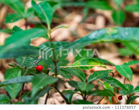 花園裡的冬季特色：鮮紅的麴 111378057