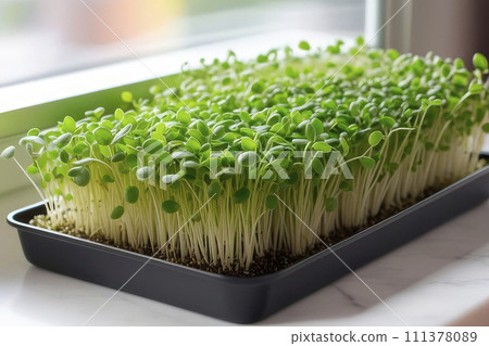 Fresh Close up microgreens in a tray on the home windowsill. 111378089