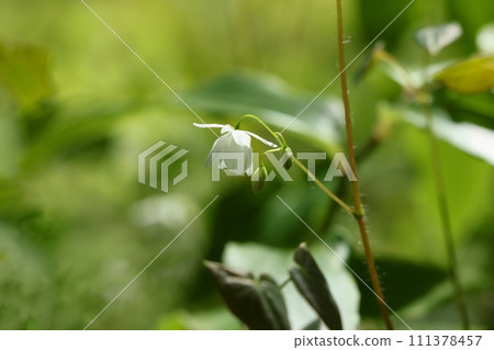 西伯利亞草，森林的灌木叢，小白花，野花 111378457