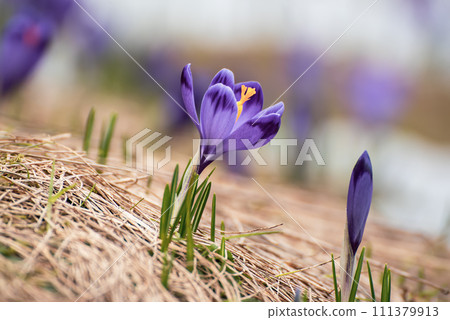 Spring crocus flowers, Easter background Spring crocus flowers, Easter background 111379913