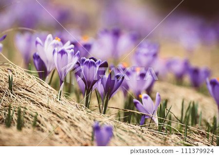 Spring crocus flowers, Easter background Spring crocus flowers, Easter background 111379924