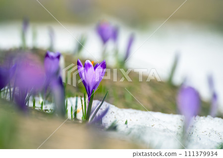 Spring crocus flowers in the snow, Easter background 111379934