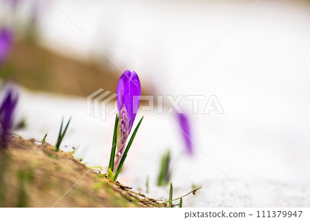 Spring crocus flower bud in the snow, Easter background Spring crocus flower bud in the snow, Easter background 111379947
