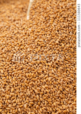 Wheat Wheat 111380643