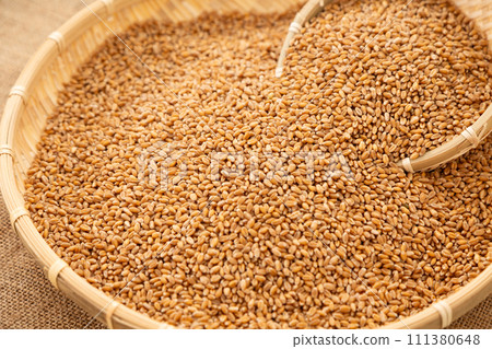 Wheat 111380648