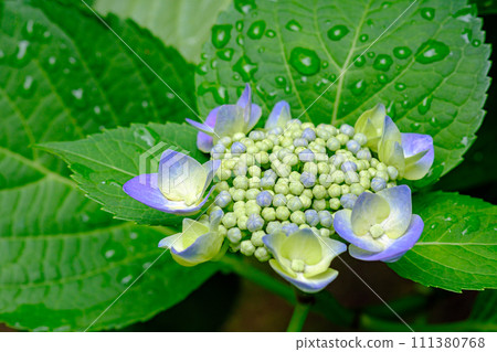 hydrangea   111380768