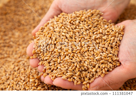 婦女用小麥的手 111381047