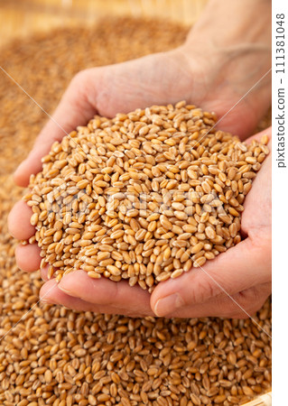 婦女用小麥的手 111381048