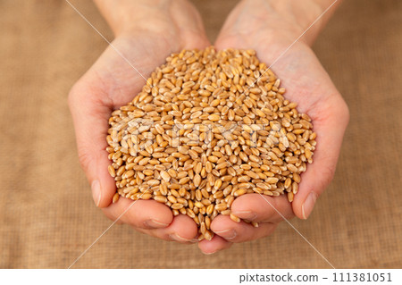 婦女用小麥的手 111381051