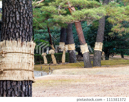 Traditional technique for protecting Japanese gardens: Sumamaki Traditional technique for protecting Japanese gardens: Sumamaki 111381372