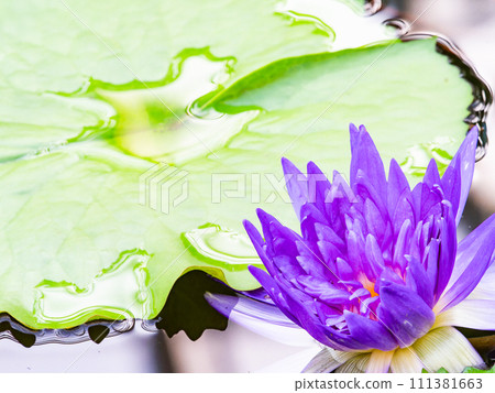 色彩繽紛、美麗的熱帶睡蓮花朵 色彩繽紛、美麗的熱帶睡蓮花朵 111381663