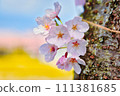 Cherry blossoms blooming from the bottom of the cherry tree 111381685