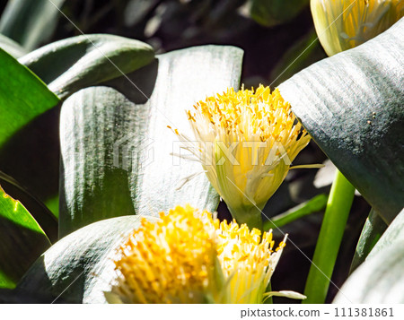 Tropical plant with cute yellow flowers Mayuhakeomoto 111381861