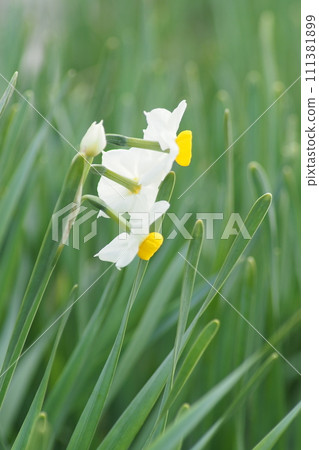 一月水仙花盛開 一月水仙花盛開 111381899