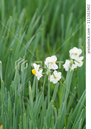 一月水仙花盛開 111381902