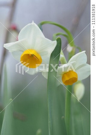 水仙花花應用程式 水仙花花應用程式 111381918