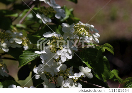 white japonica flower 111381964
