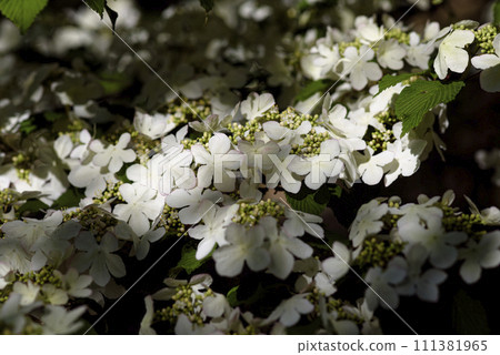 white japonica flower white japonica flower 111381965