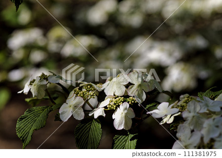 白粳花 白粳花 111381975