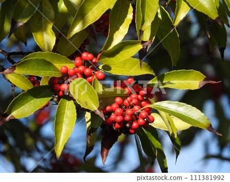 冬青紅果 冬青紅果 111381992
