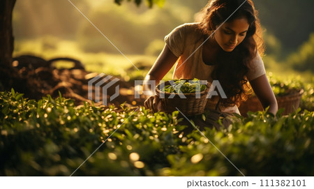 Young woman collects tea leaves in wicker basket 111382101